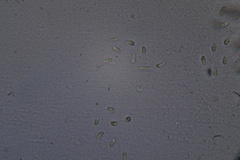 Laetinaevia epithallina