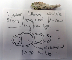 Arthonia indistincta