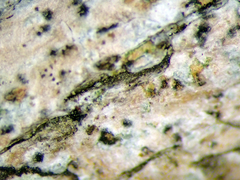 Arthonia indistincta