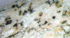 Arthonia indistincta