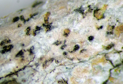 Arthonia indistincta