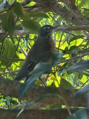 Turdus migratorius