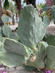 Opuntia undulata