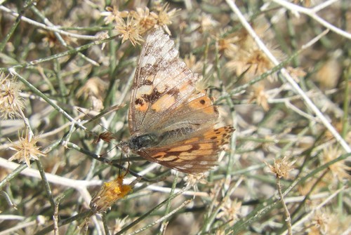 iNaturalist observation photo of Painted Lady