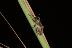 Stramia costirostris