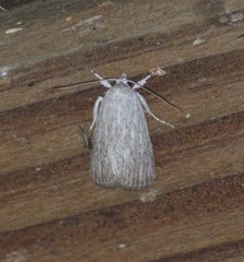 Oncocnemidinae