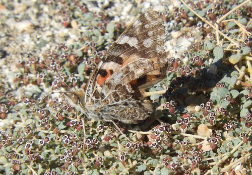 iNaturalist observation photo of Painted Lady