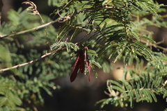 Leucaena diversifolia