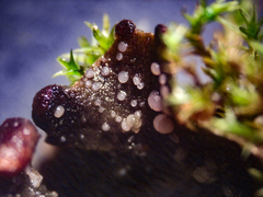 Laetinaevia epithallina