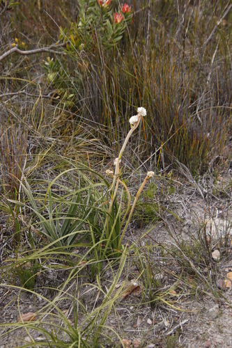 Lanaria lanata (Lanaria lanata)