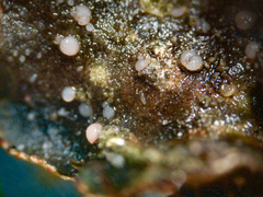 Laetinaevia epithallina