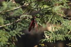 Leucaena diversifolia
