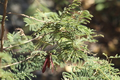 Leucaena diversifolia