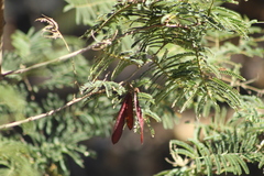 Leucaena diversifolia
