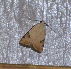 Micrathetis costiplaga