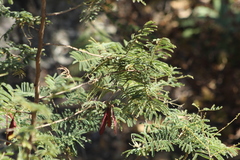 Leucaena diversifolia