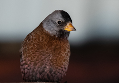 Leucosticte tephrocotis littoralis