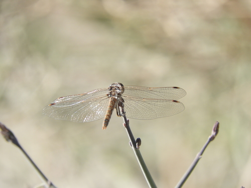 iNaturalist observation photo of Variegated Meadowhawk