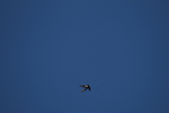 Phaeoptila sordida