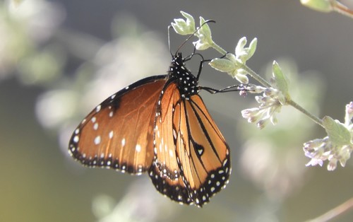 iNaturalist observation photo of Queen