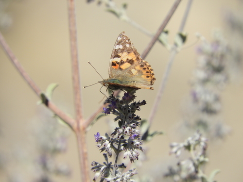 iNaturalist observation photo of Painted Lady
