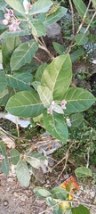 Calotropis gigantea