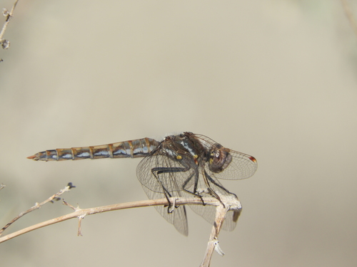iNaturalist observation photo of Variegated Meadowhawk