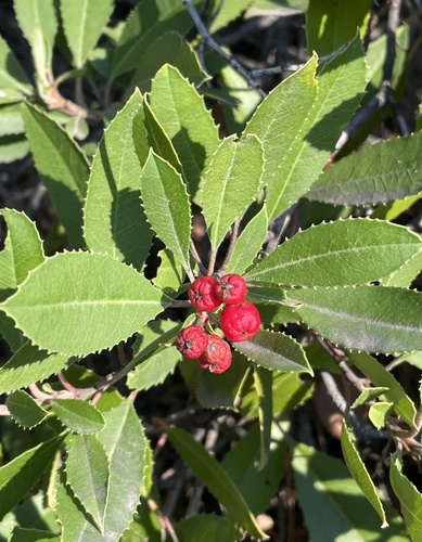 Heteromeles arbutifolia