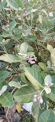 Calotropis gigantea