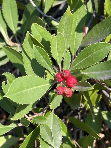 Heteromeles arbutifolia