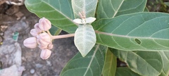 Calotropis gigantea