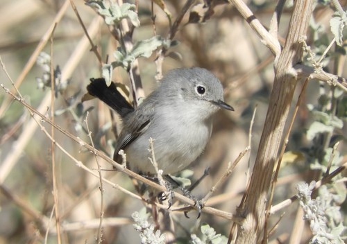 iNaturalist observation photo of Black-tailed Gnatcatcher