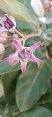 Calotropis gigantea