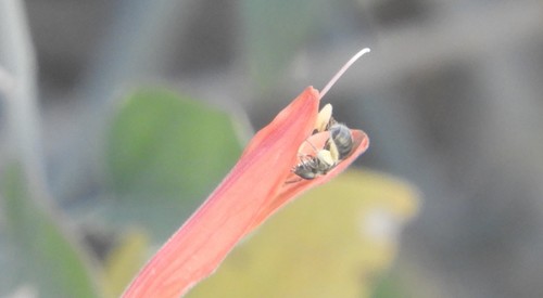 iNaturalist observation photo of Metallic Sweat Bees