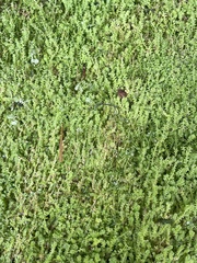 Selaginella apoda