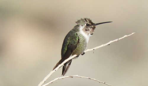 iNaturalist observation photo of Costa's Hummingbird