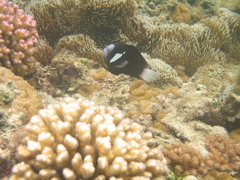 Amphiprion mccullochi