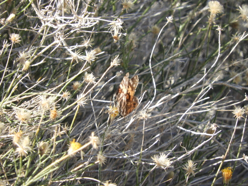 iNaturalist observation photo of Painted Lady
