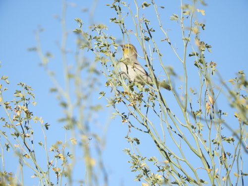 iNaturalist observation photo of Verdin