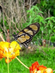 Methona themisto
