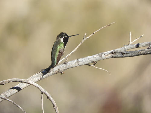 iNaturalist observation photo of Costa's Hummingbird