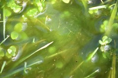Ulothrix
