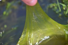Ulothrix