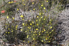 Hibbertia lineata