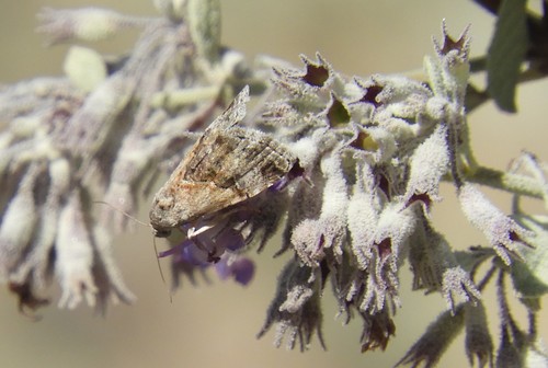 iNaturalist observation photo of Cutworm Moths and Allies