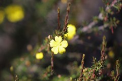 Hibbertia lineata