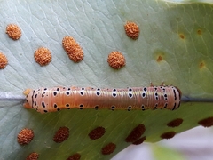 Argyrosticta decumana