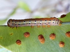 Argyrosticta decumana