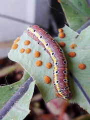 Argyrosticta decumana