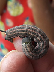 Isognathus allamandae